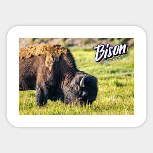Bison at Yellowstone Sticker